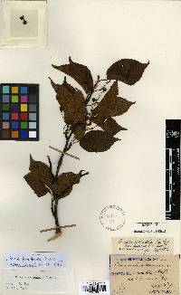 Prunus serrulata image