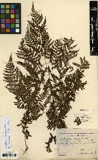 Image of Diplazium chinense