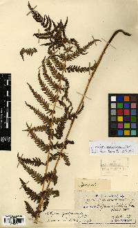Thelypteris quelpartensis image