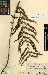 Thelypteris quelpartensis image