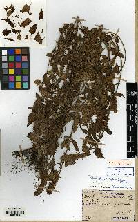 Elsholtzia ciliata image