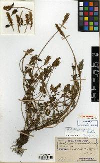 Elsholtzia ciliata image