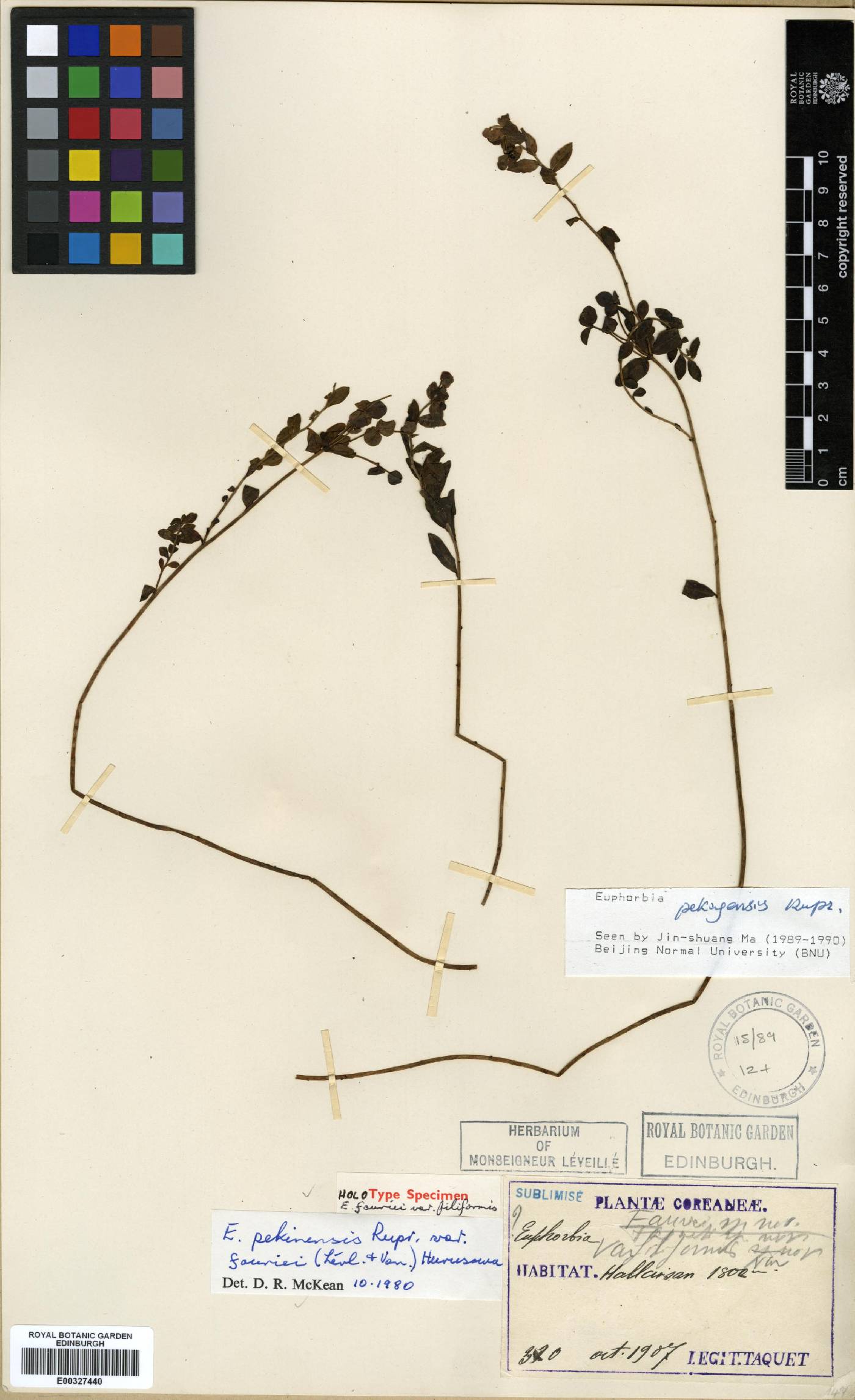 Euphorbia fauriei image