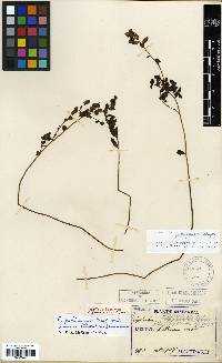 Euphorbia fauriei image