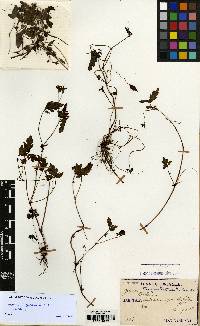 Geranium tripartitum image