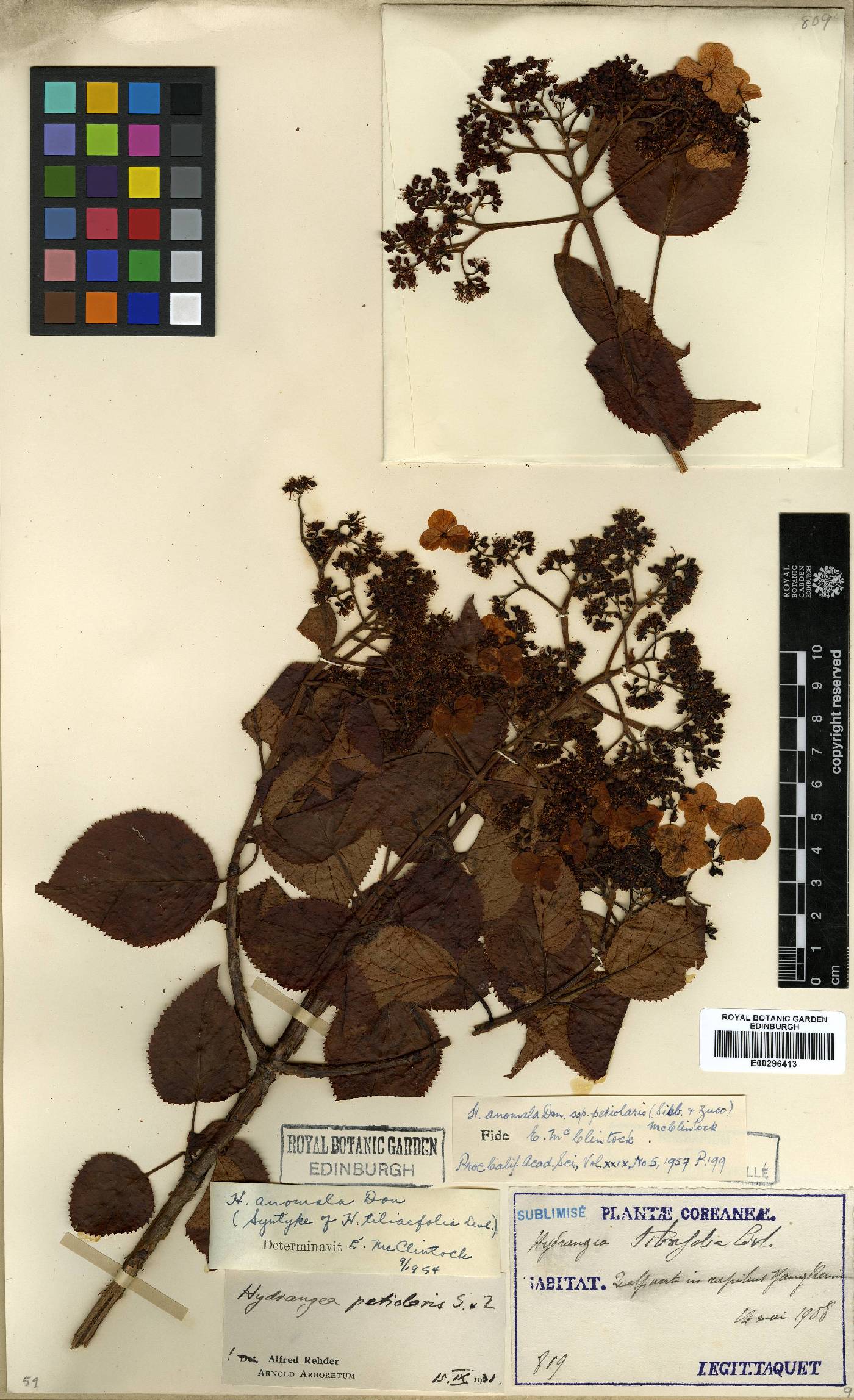 Hydrangea hydrangeoides image