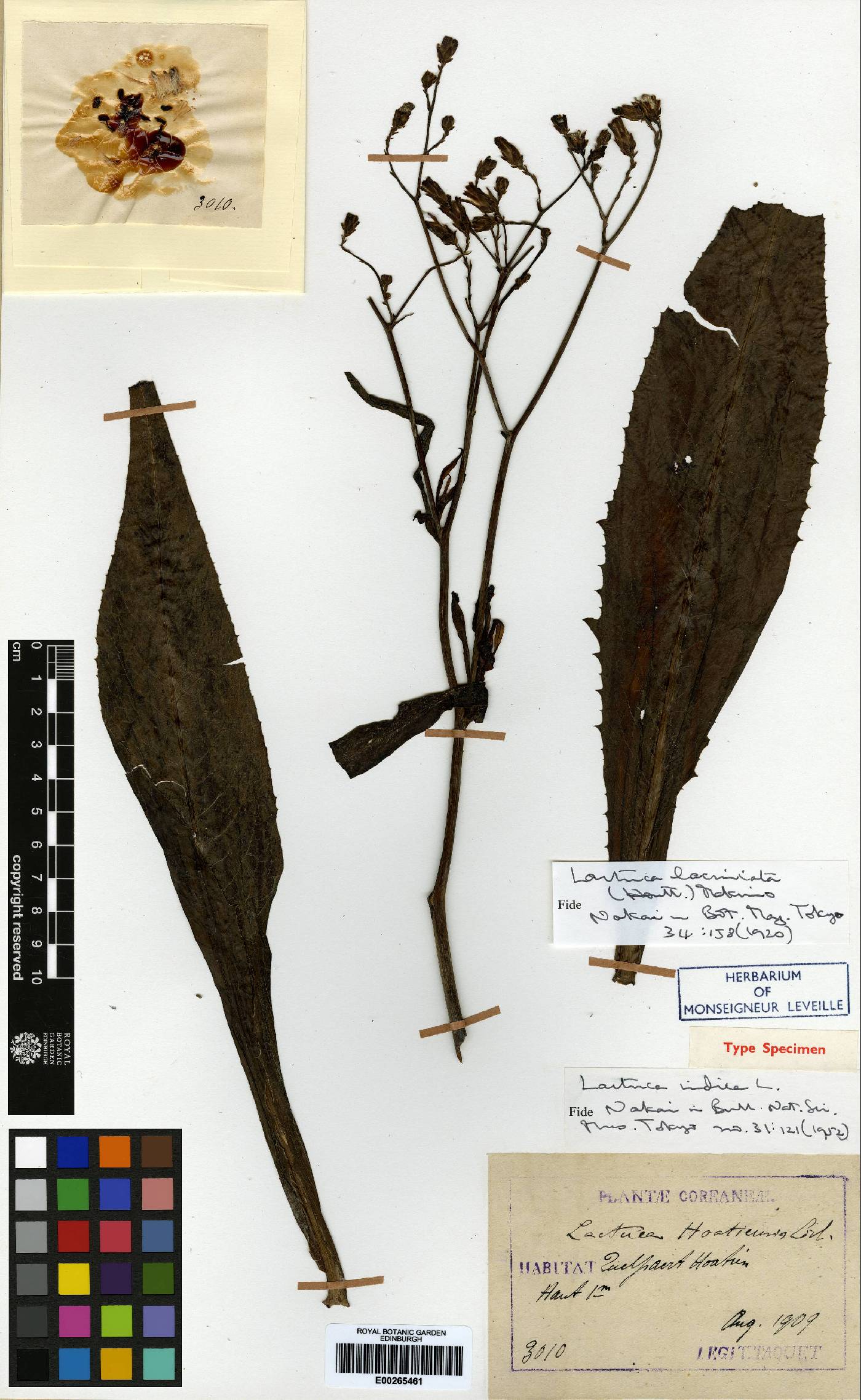 Lactuca indica image