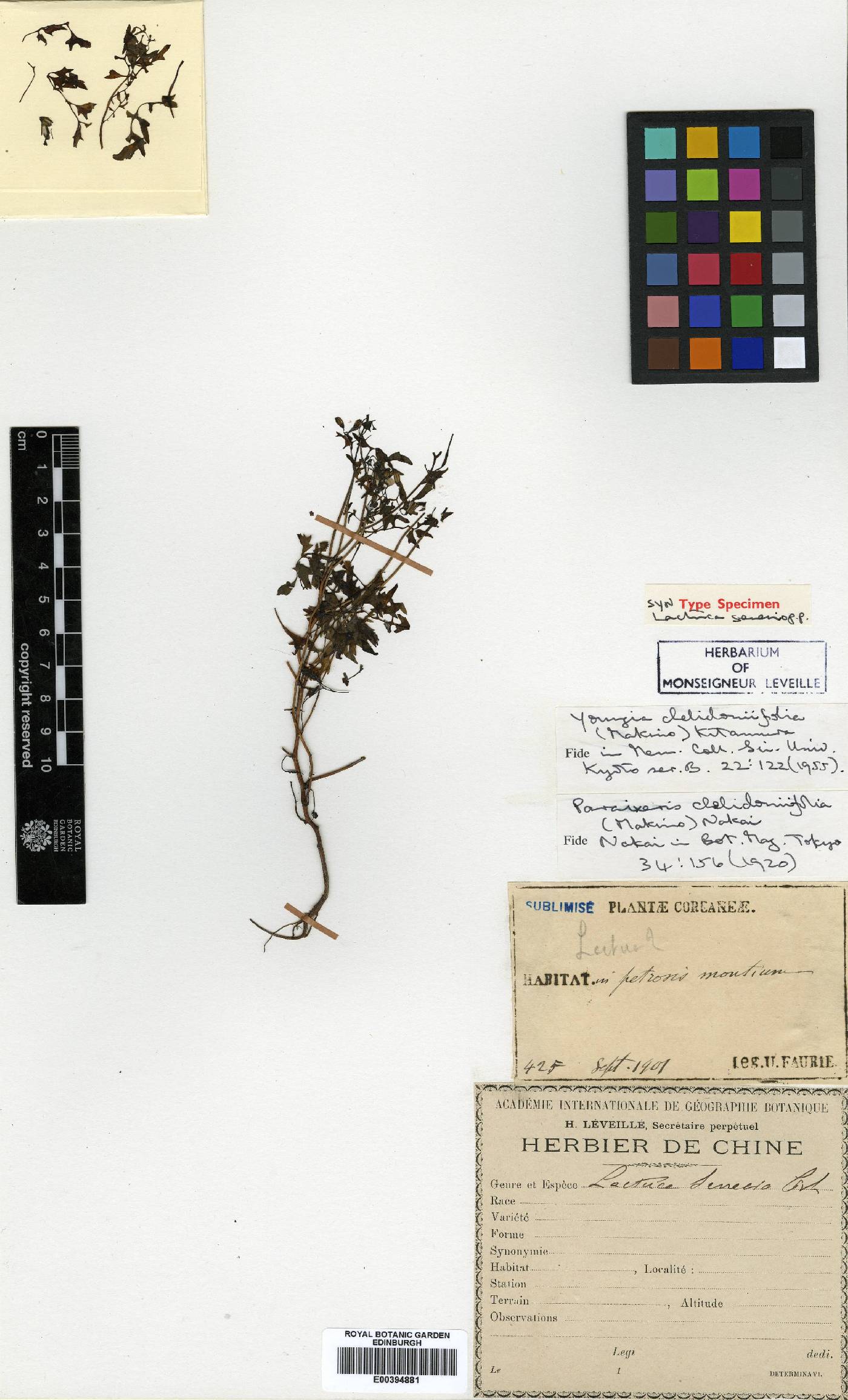 Crepidiastrum chelidoniifolium image