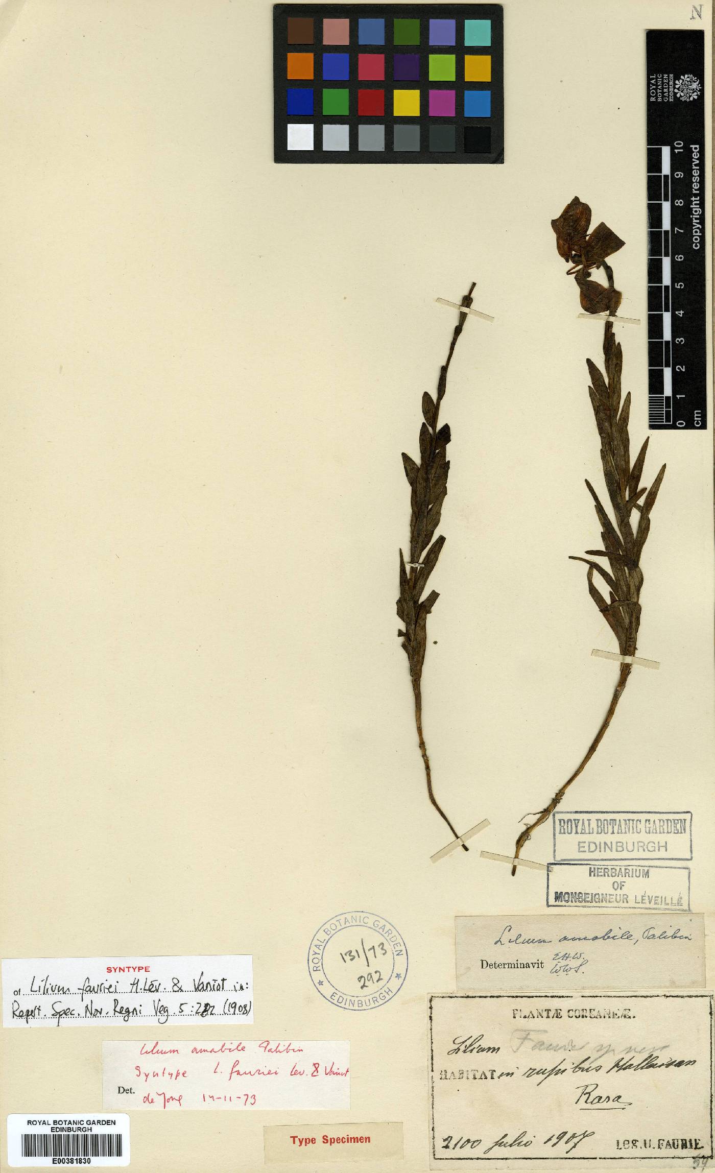 Lilium amabile image