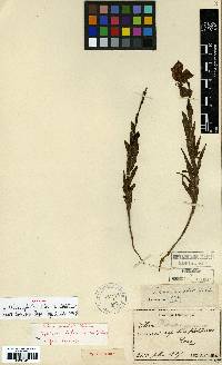 Image of Lilium amabile