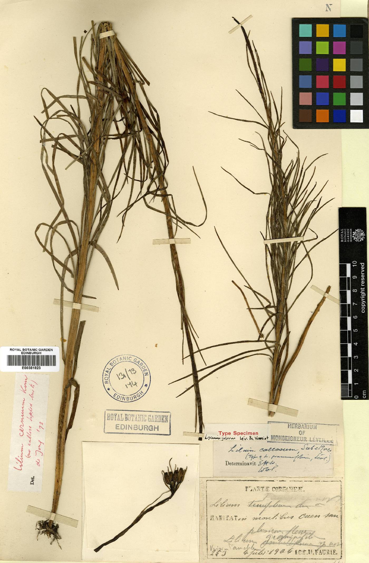 Lilium cernuum image