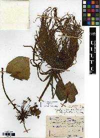 Nymphoides coreana image