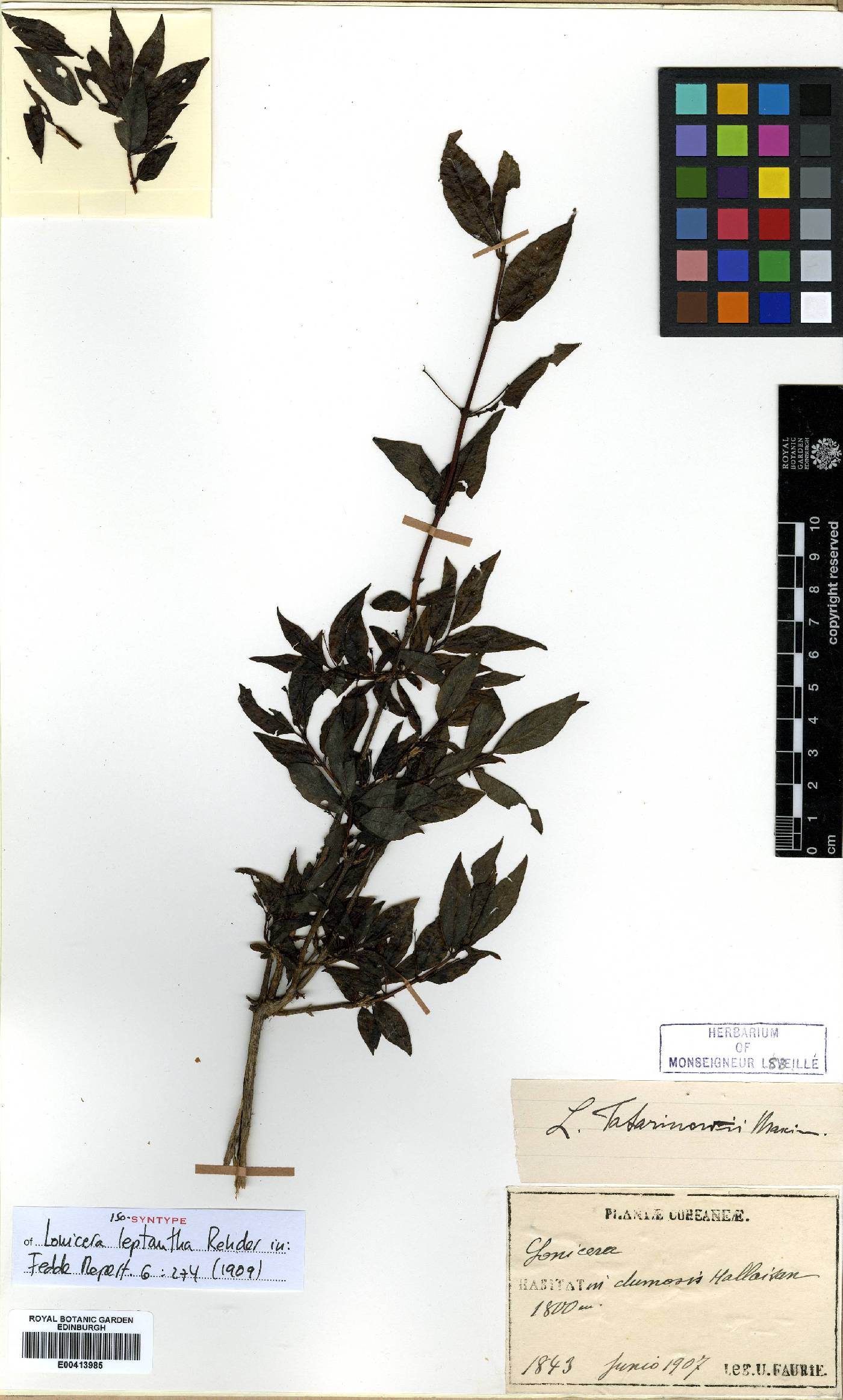 Lonicera tatarinowii image