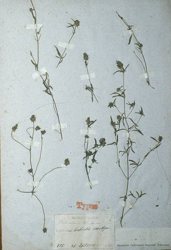 Mosla japonica image