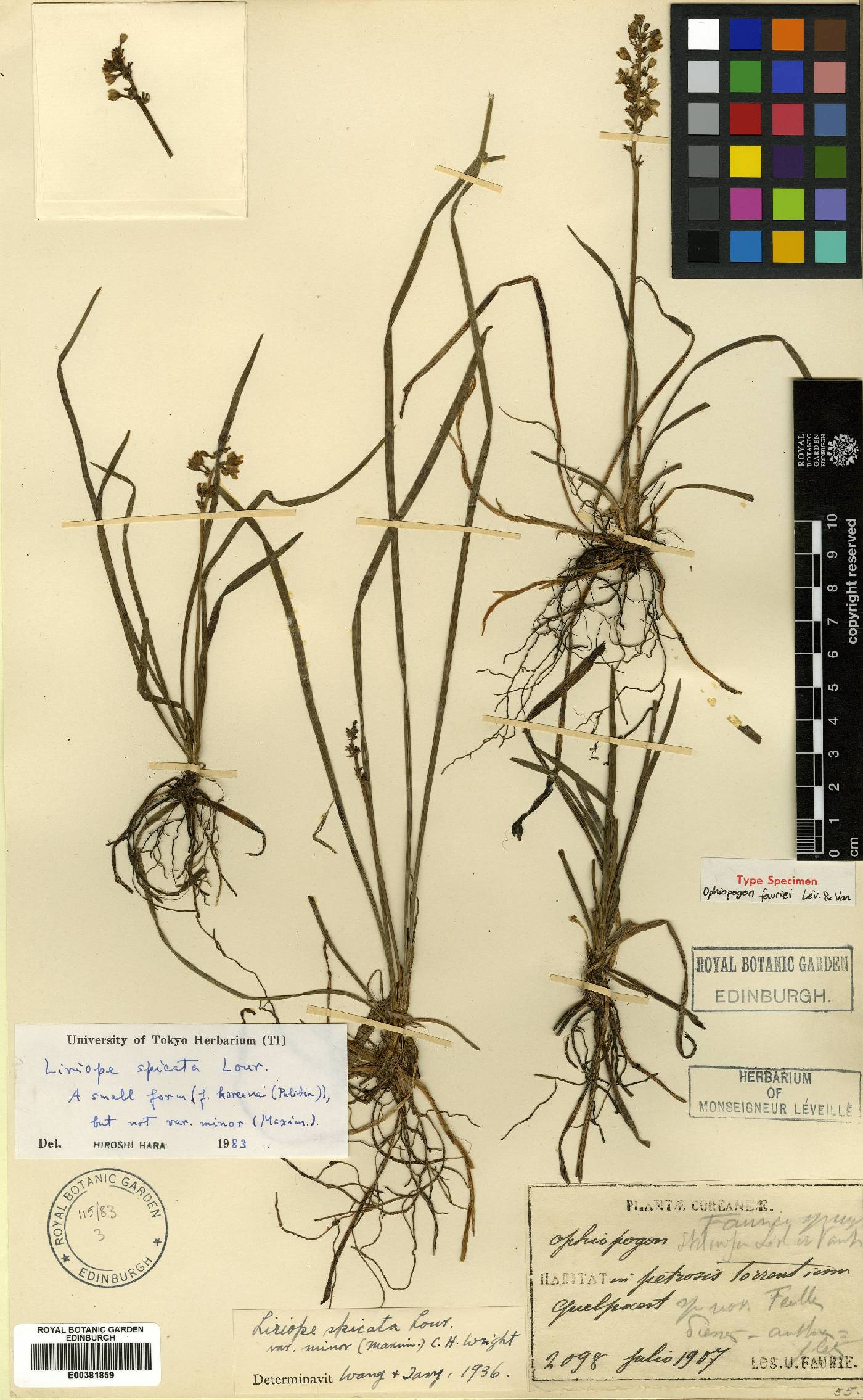 Liriope spicata image