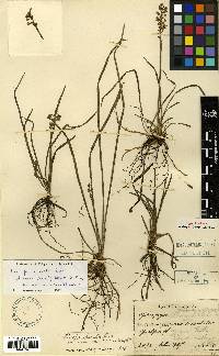 Image of Liriope spicata