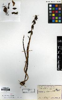 Oreorchis patens image