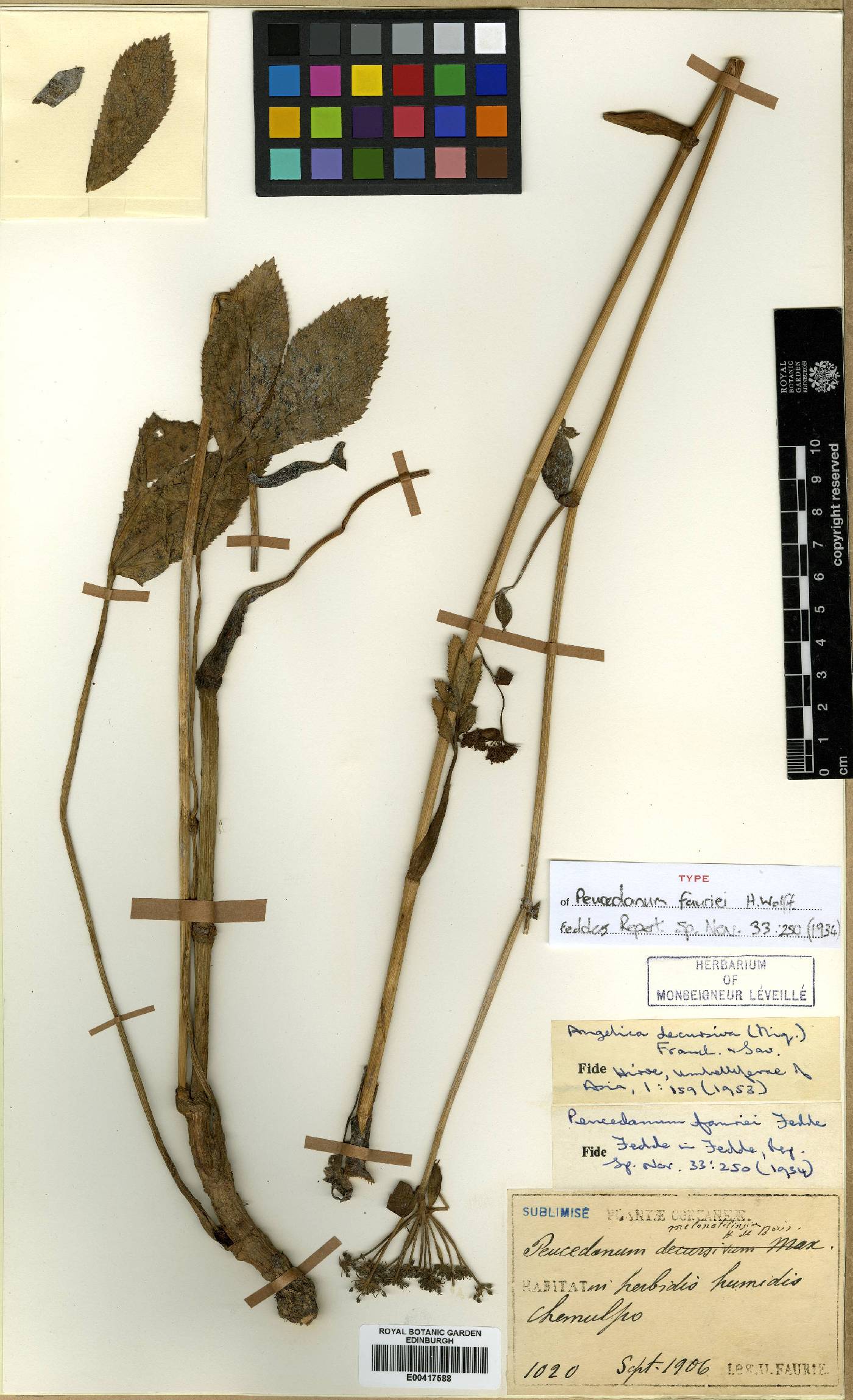 Kitagawia terebinthacea image