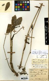 Image of Kitagawia terebinthacea