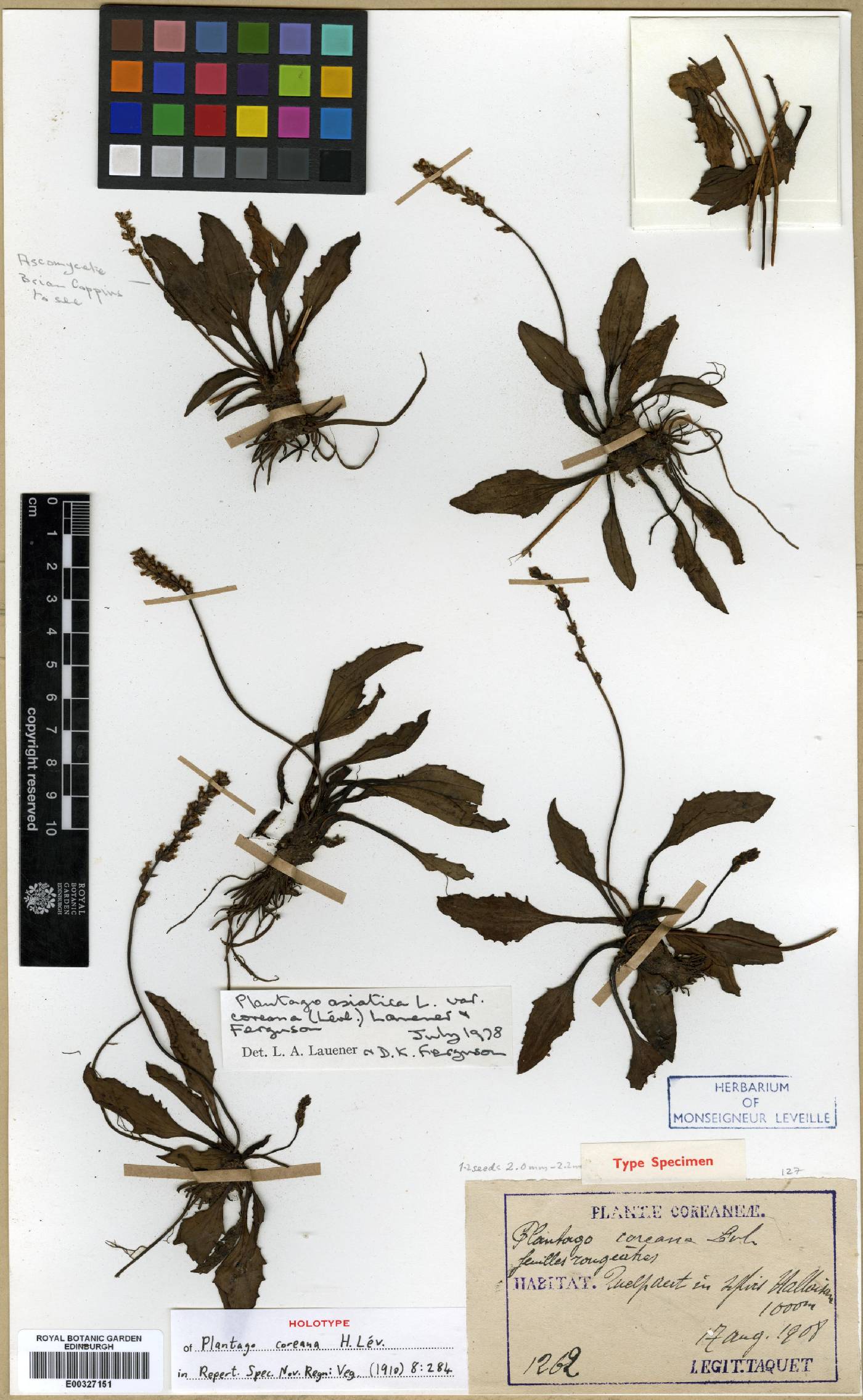 Plantaginaceae image