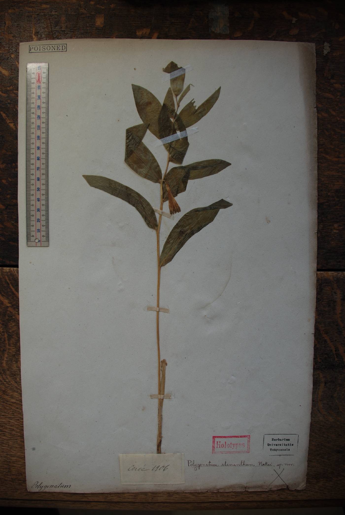 Polygonatum falcatum image