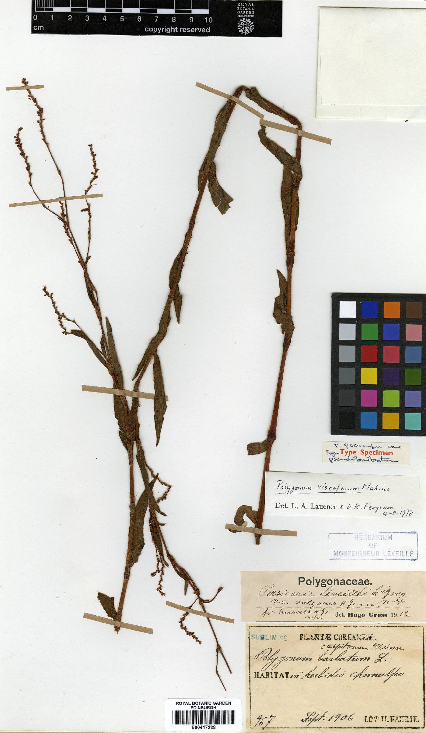 Persicaria posumbu image