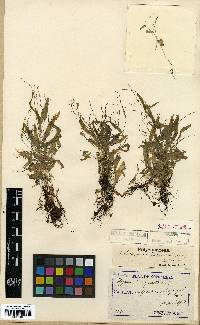 Persicaria taquetii image