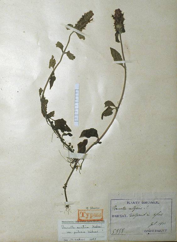 Prunella vulgaris subsp. asiatica image