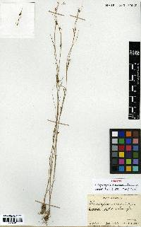 Image of Rhynchospora faberi