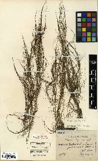 Ruppia maritima image