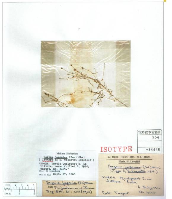 Sagina japonica image