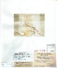 Image of Sagina japonica