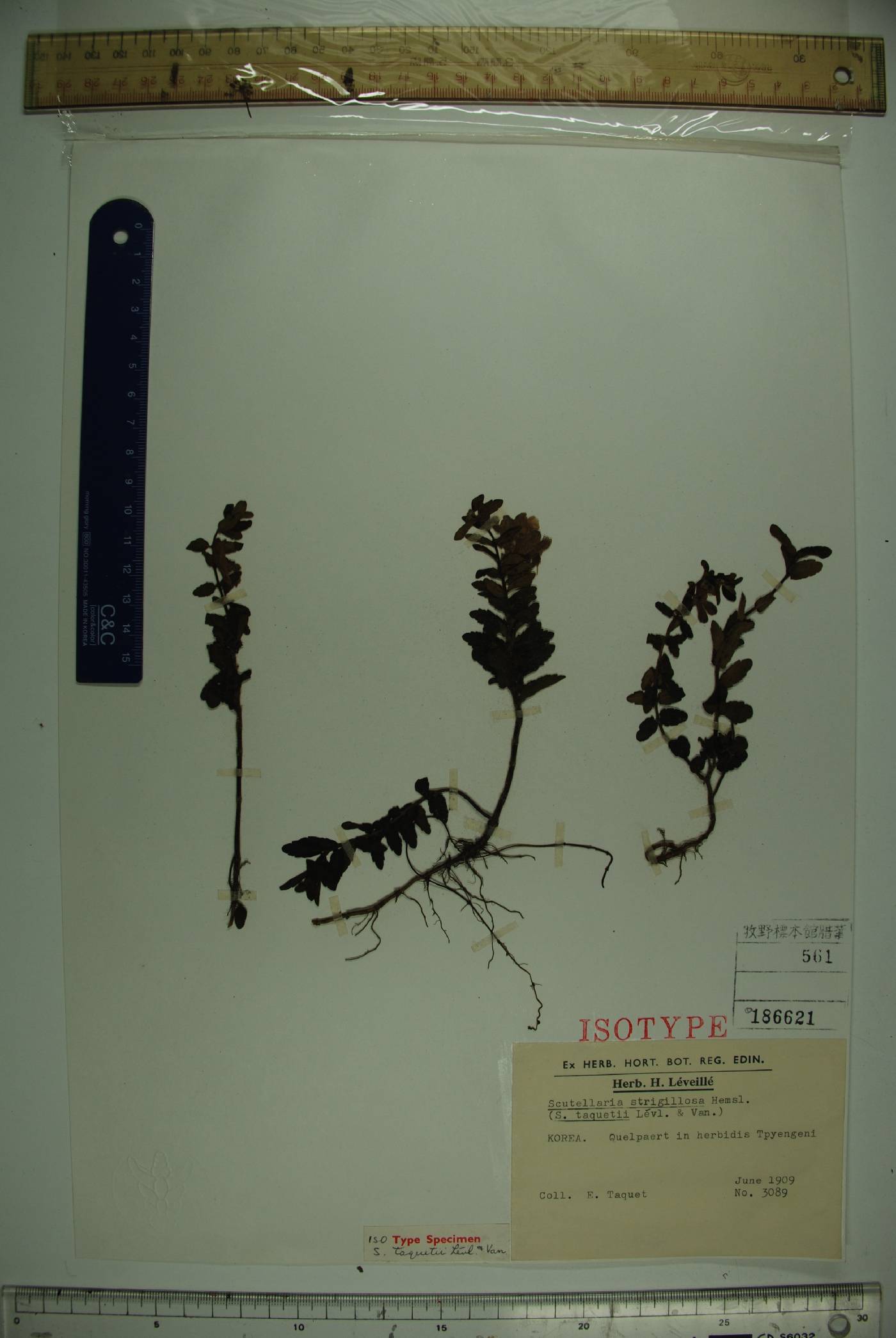 Scutellaria strigillosa image