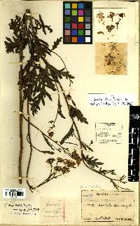 Senecio argunensis image