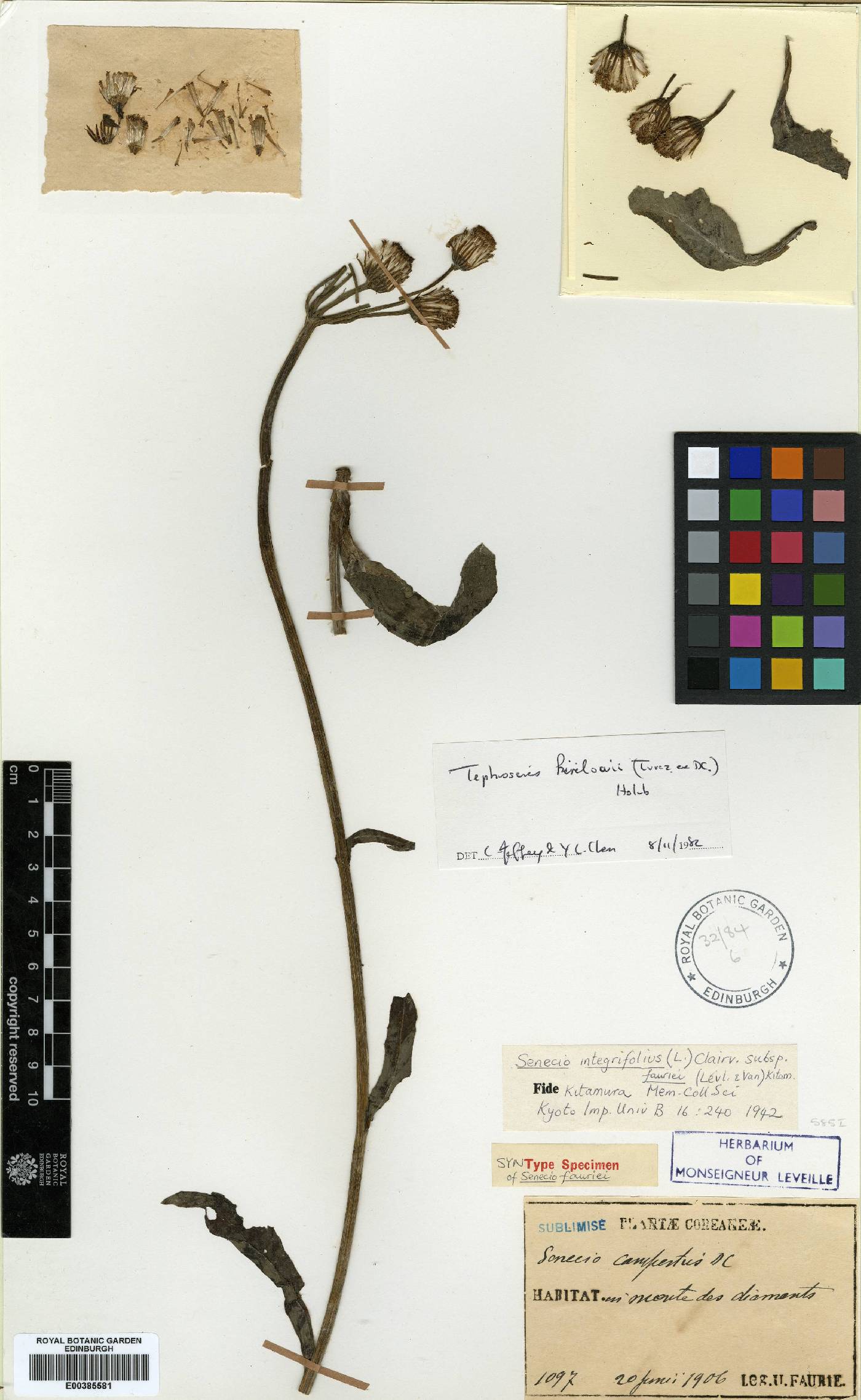 Tephroseris phaeantha image