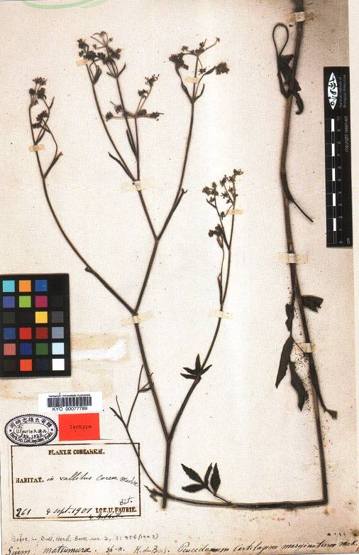 Angelica cartilaginomarginata image