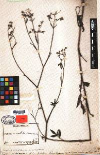 Angelica cartilaginomarginata image