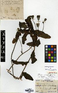 Image of Sonchus brachyotus