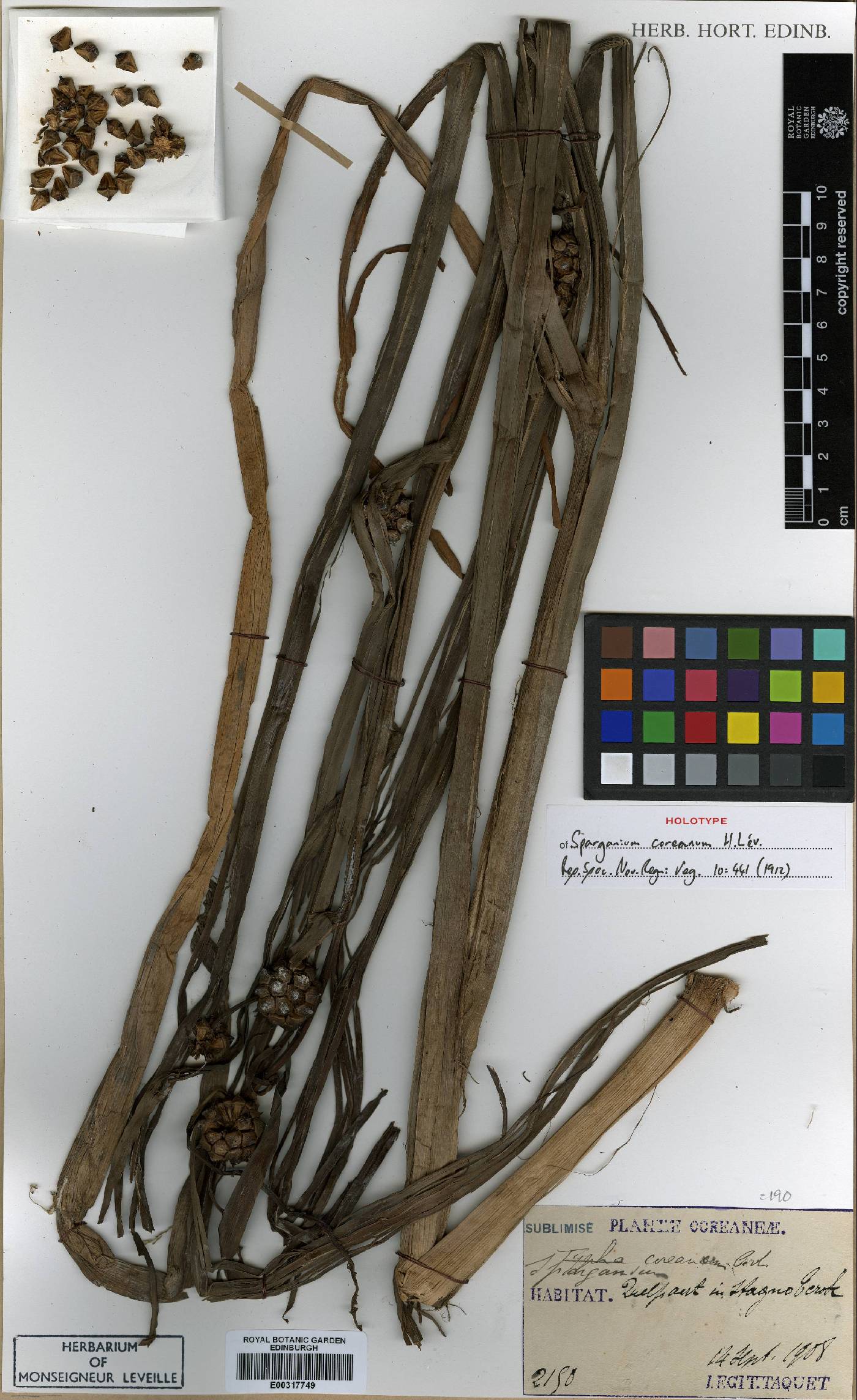 Argentina anserina image