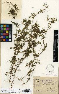 Vicia hirsuta image