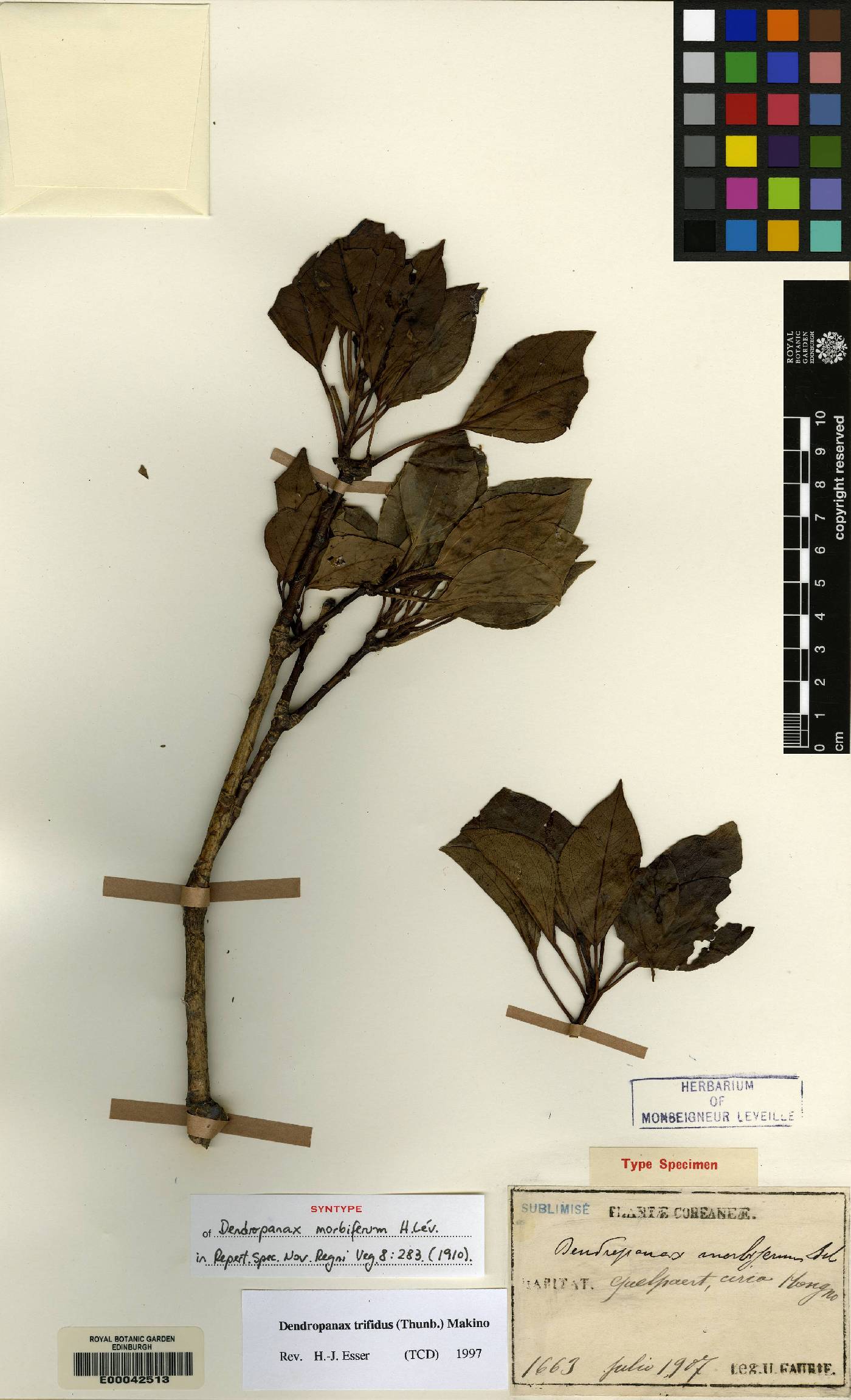 Dendropanax trifidus image