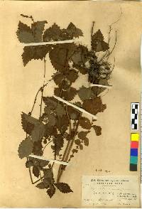 Image of Agrimonia coreana