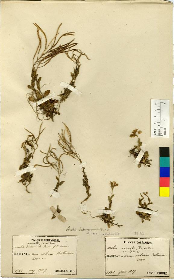 Arabis serrata image