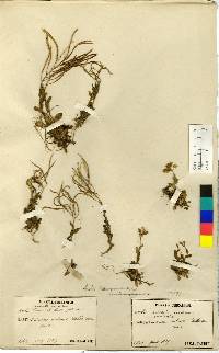 Arabis serrata image