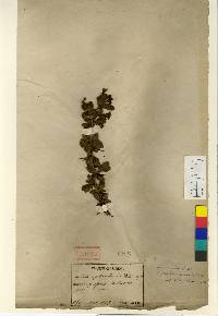 Berberis amurensis image