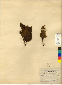 Betula ermanii image