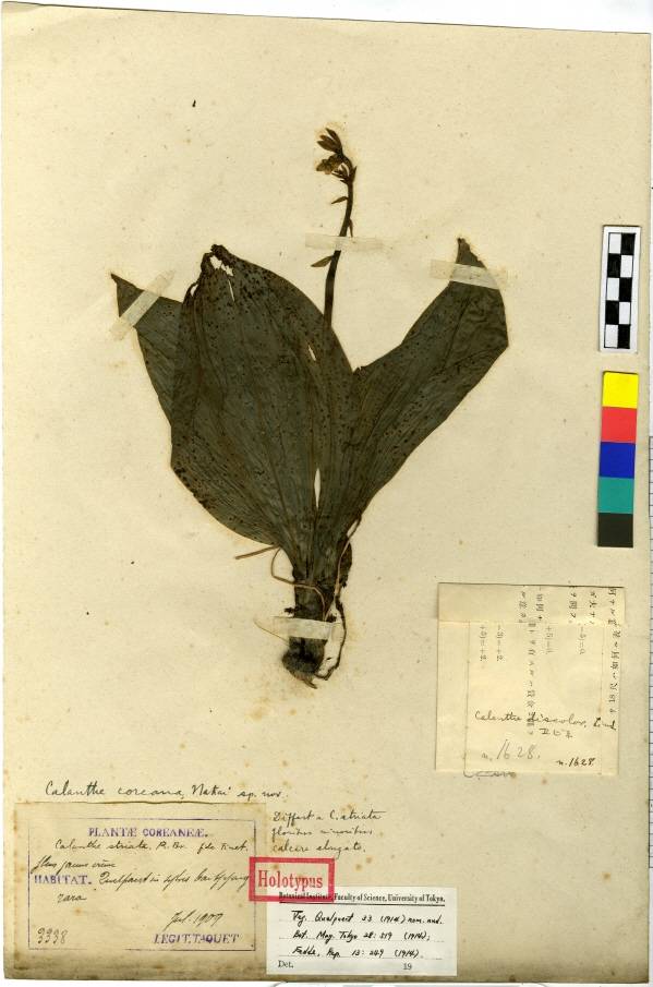 Calanthe discolor var. coreana image