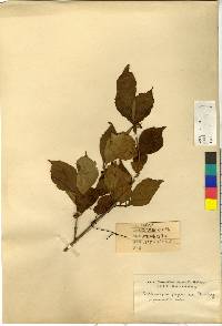 Callicarpa japonica image