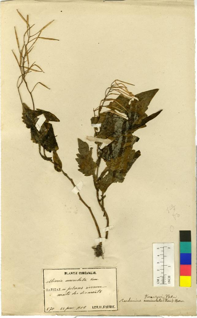 Cardamine komarovii image