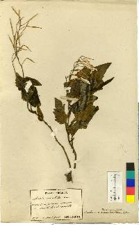 Cardamine komarovii image